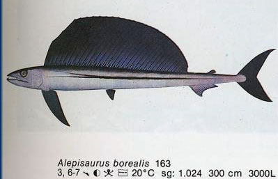 Alepisaurus borealis